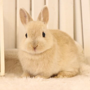 animal_image