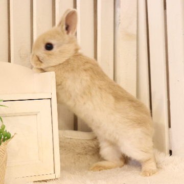 animal_image