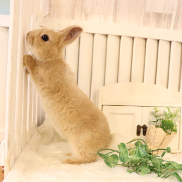animal_image