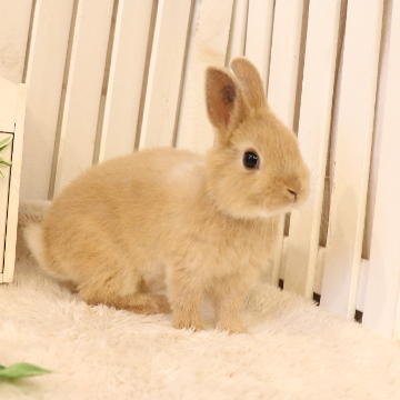 animal_image