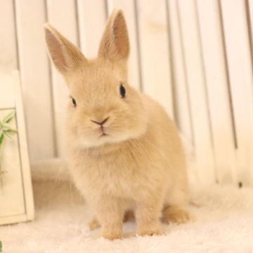 animal_image
