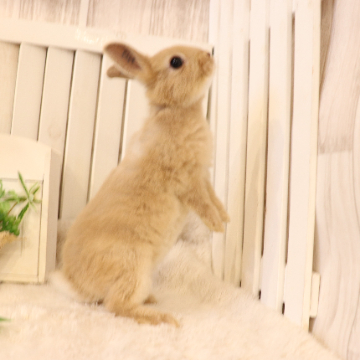 animal_image