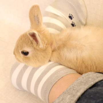 animal_image