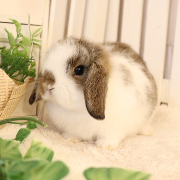 animal_image