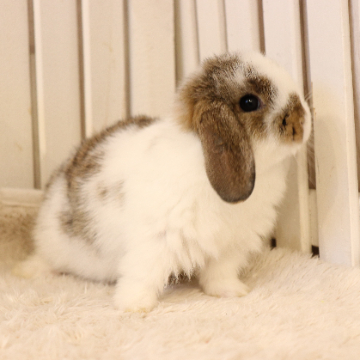 animal_image