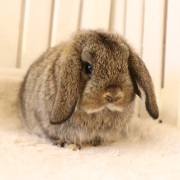 animal_image