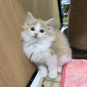animal_image