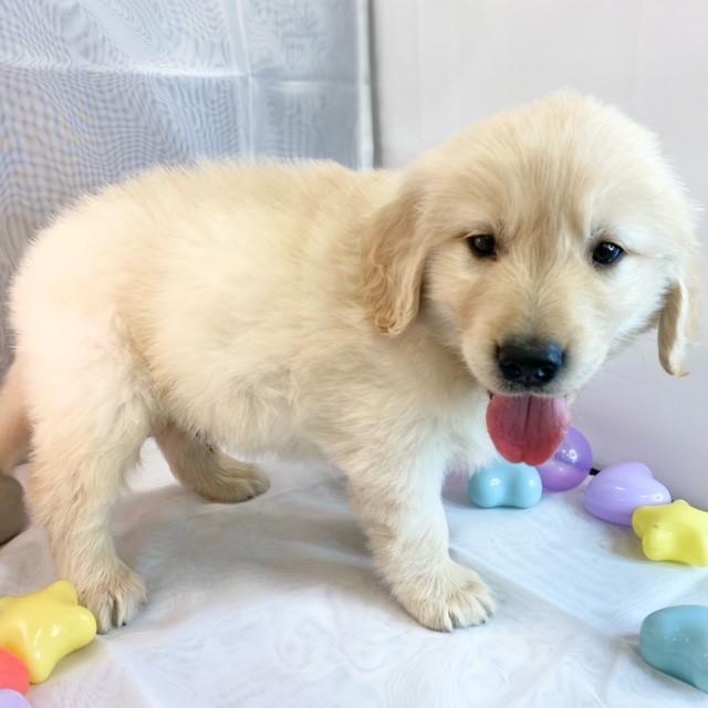 animal_image