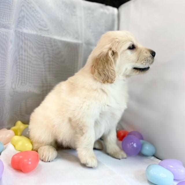 animal_image