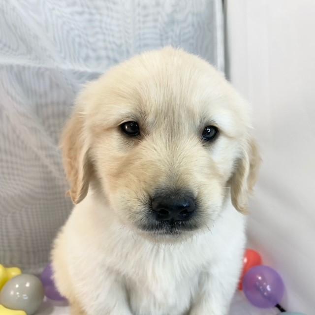 animal_image