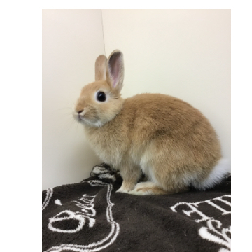 animal_image