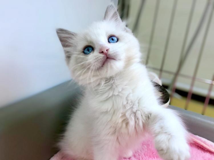 animal_image