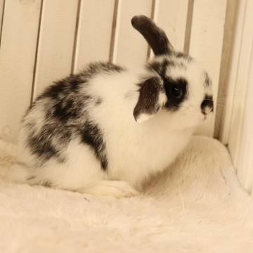 animal_image