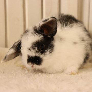animal_image