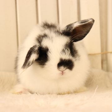 animal_image