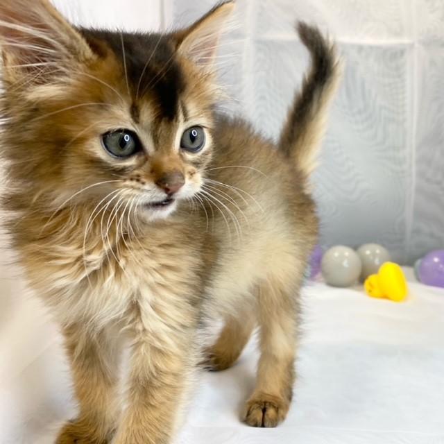 animal_image