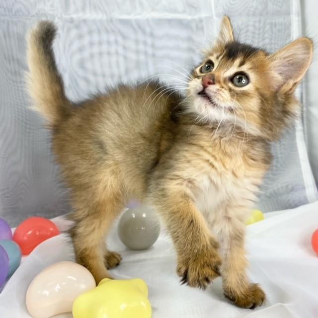 animal_image