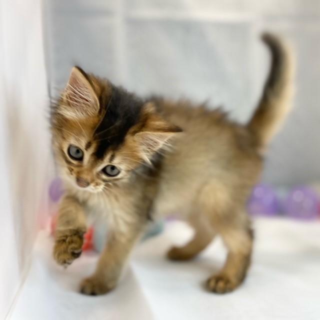 animal_image