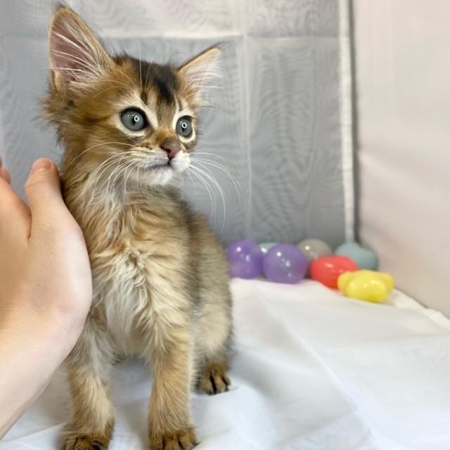animal_image