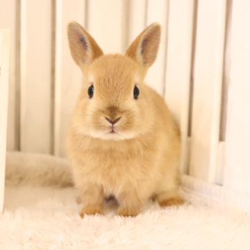animal_image