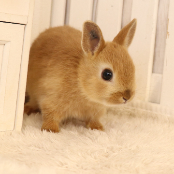 animal_image