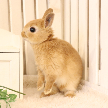 animal_image