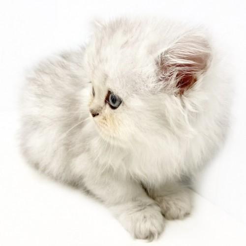animal_image
