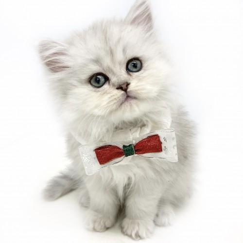 animal_image