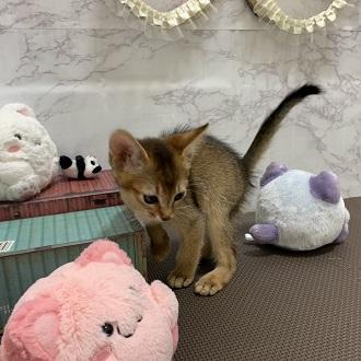 animal_image
