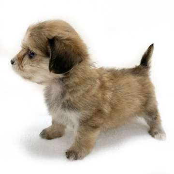 animal_image