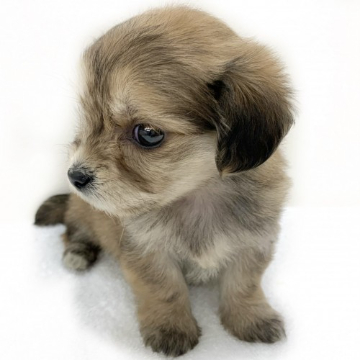 animal_image