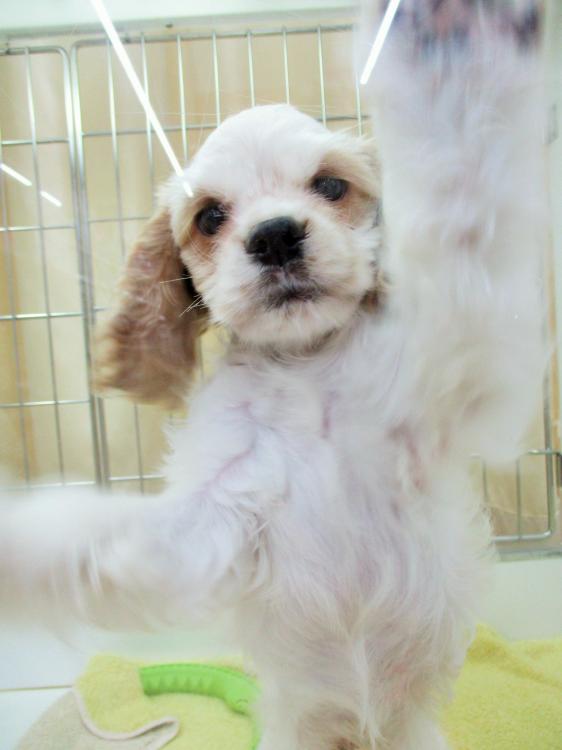 animal_image