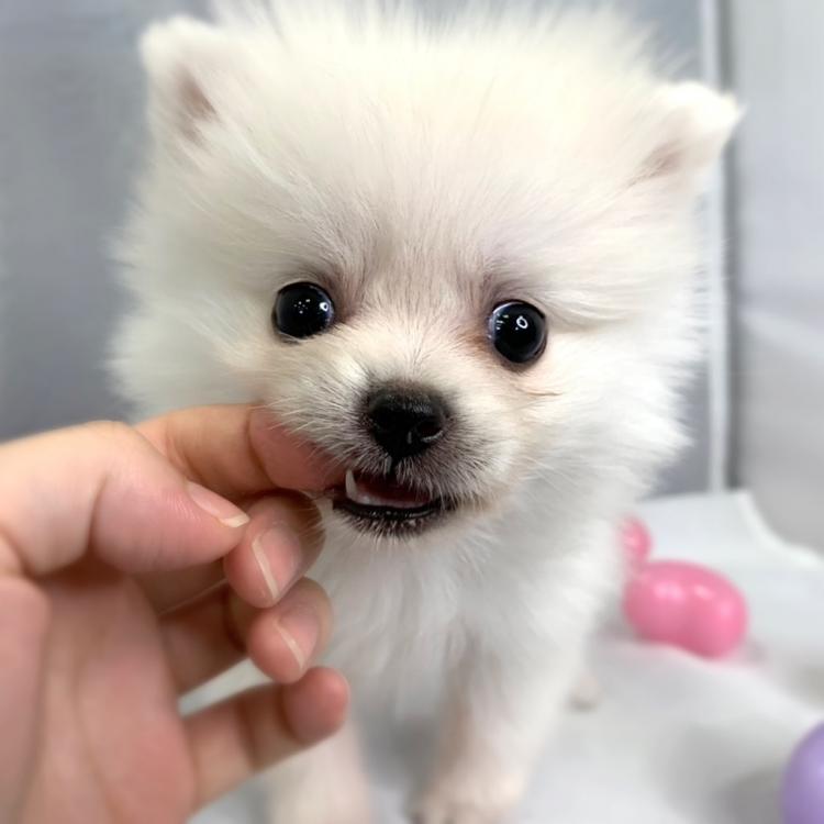 animal_image