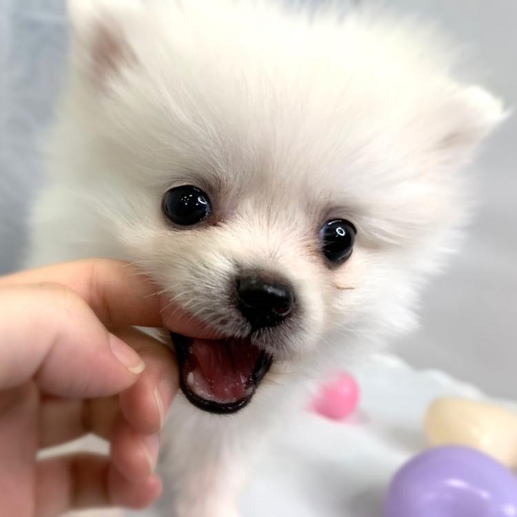 animal_image