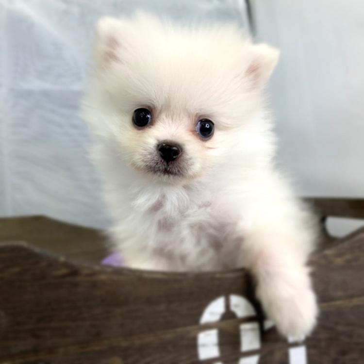 animal_image