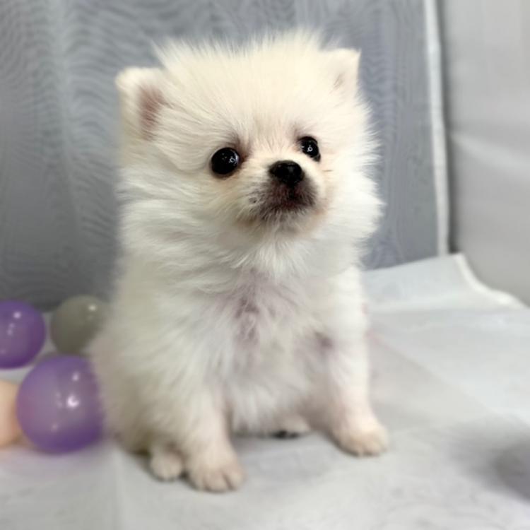 animal_image