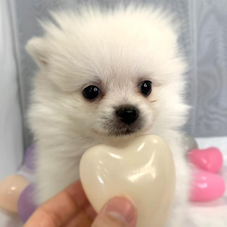 animal_image