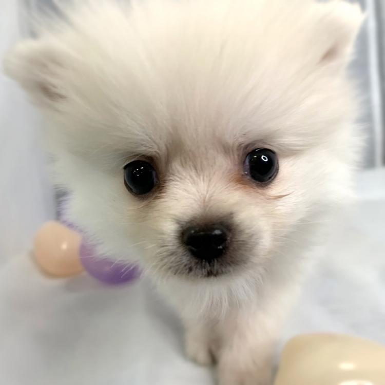 animal_image
