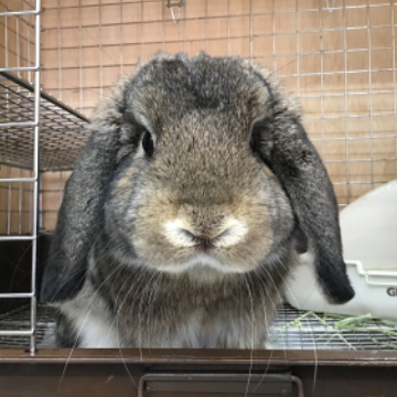 animal_image