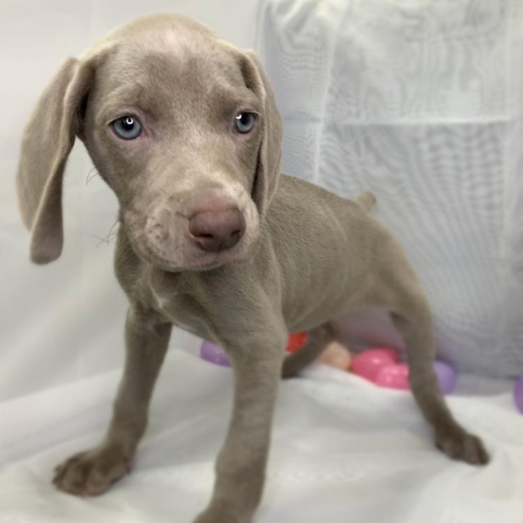 ペットショップ 犬の家 猫の里 京都樟葉店のワイマラナーの詳細 ハローべいびぃ