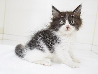 animal_image