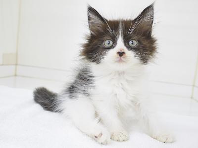 animal_image