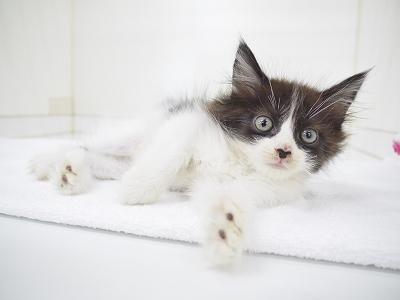 animal_image
