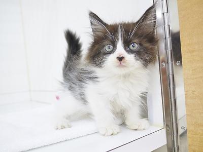 animal_image