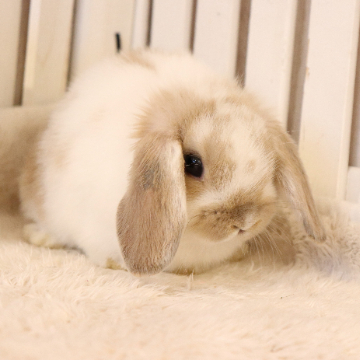 animal_image