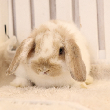 animal_image