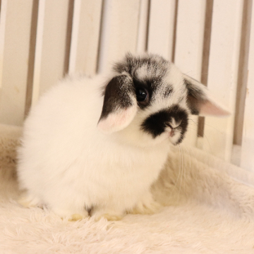 animal_image