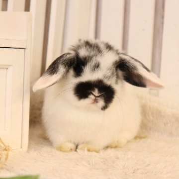 animal_image