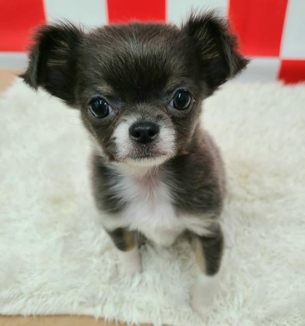 animal_image