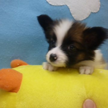 animal_image